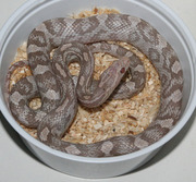 Yearling Lavender Corn Snake