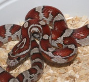 Yearling Male Miami Corn Snake