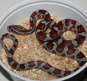 Yearling Male Miami Corn Snake