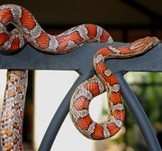 Adult Female Miami Corn Snake