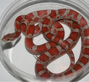 Yearling Female Miami Corn Snake