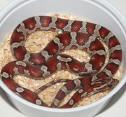 Yearling Female Miami Corn Snake