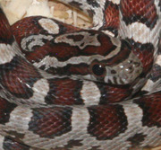 Hatchling Male Miami Corn Snake