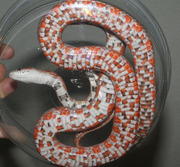 Adult Miami Corn Snake Ventral Photo