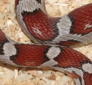 Miami Corn Snake Scale Close-Up
