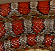 Female Miami Corn Snake Scale Close-Up