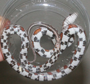 Hatchling Miami Corn Snake Ventral Photo