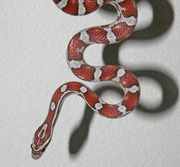 Yearling Male Miami Corn Snake