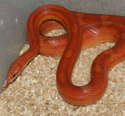 Adult Normal Motley Corn Snake