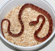 Hatchling Normal Motley Corn Snake