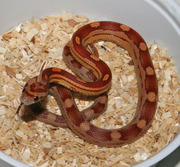 Hatchling Normal Motley Corn Snake