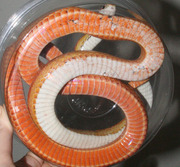 Normal Motley Corn Snake Ventral Photo