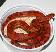 Yearling Female Normal Corn Snake