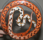Normal Corn Snake Ventral Photo