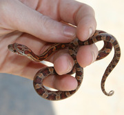 Hatchling Normal Corn Snake