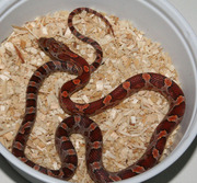 Male Normal Corn Snake (het Lavender Blodred