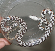 Normal Corn Snake Ventral Photo