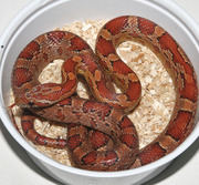 Yearling Normal Corn Snake Tongue Shot
