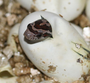 Normal Corn Snake Pippy
