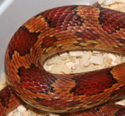 Normal Corn Snake Scale Close-Up