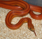 Adult Female Normal Stripe Corn Snake