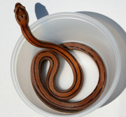 Hatchling Normal Stripe Corn Snake
