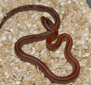 Normal Stripe Hatchling Corn Snake