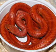 Male Normal Stripe Corn Snake