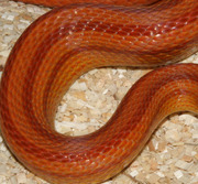 Normal Stripe Corn Snake Scale Close-Up