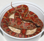 Yearling Female Normal Corn Snak