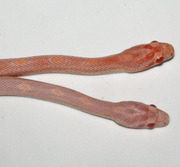 Male and Female Opal Corn Snake Hatchlings