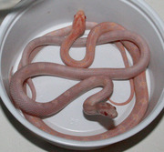 Male and Female Opal Corn Snake Hatchlings