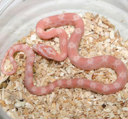 Male Opal Corn Snake Hatchling