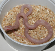 Female Opal Corn Snake Hatchling