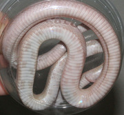 Opal Corn Snake Ventral Photo