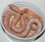 Male Opal Yearling Corn Snake