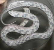 Phantom Corn Snake Ventral Photo
