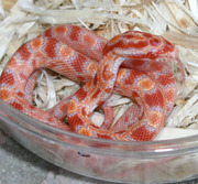 Reverse Okeetee Corn Snake