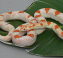Reverse Okeetee Corn Snake