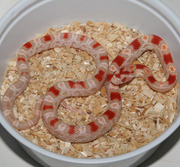 Reverse Okeetee Corn Snake