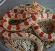 Male Sub-Adult Reverse Okeetee Corn Snake