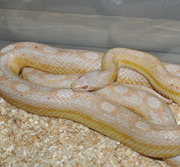 Adult Male Snow Motley Corn Snake