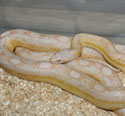 Snow Motley Corn Snake