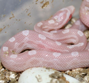 Snow Motley Corn Snake Hatchling
