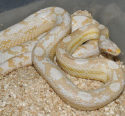 Female Adult Snow Motley Corn Snake