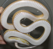 Snow Motley Corn Snake Ventral Photo