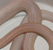 Snow Stripe Corn Snake Scale Close-Up