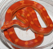 Female Sunglow Motley Corn Snake