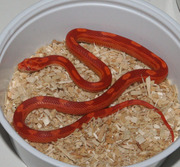 Sunglow Motley Corn Snake Hatchling