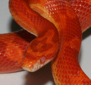 Sunglow Motley Corn Snake Close-Up